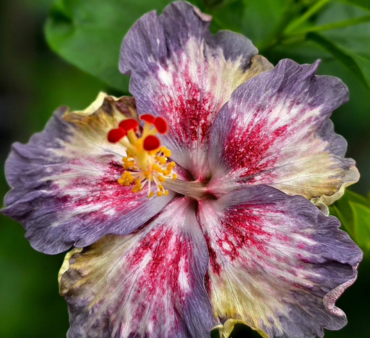 Hibiscus Winter Solstice 50 Seeds