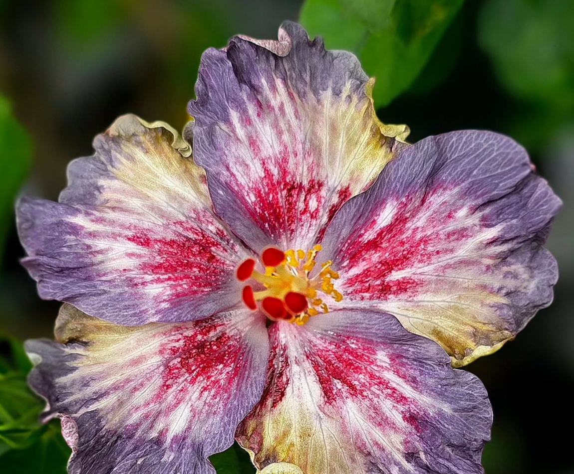 Hibiscus Winter Solstice 50 Seeds