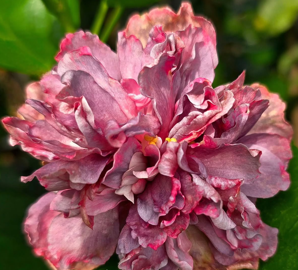 Hibiscus Ocean Rose 50 Seeds