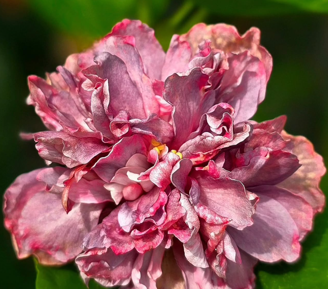 Hibiscus Ocean Rose 50 Seeds