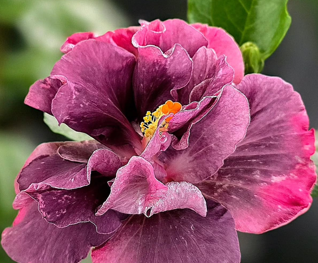 Hibiscus Wild Orchid 50 Seeds