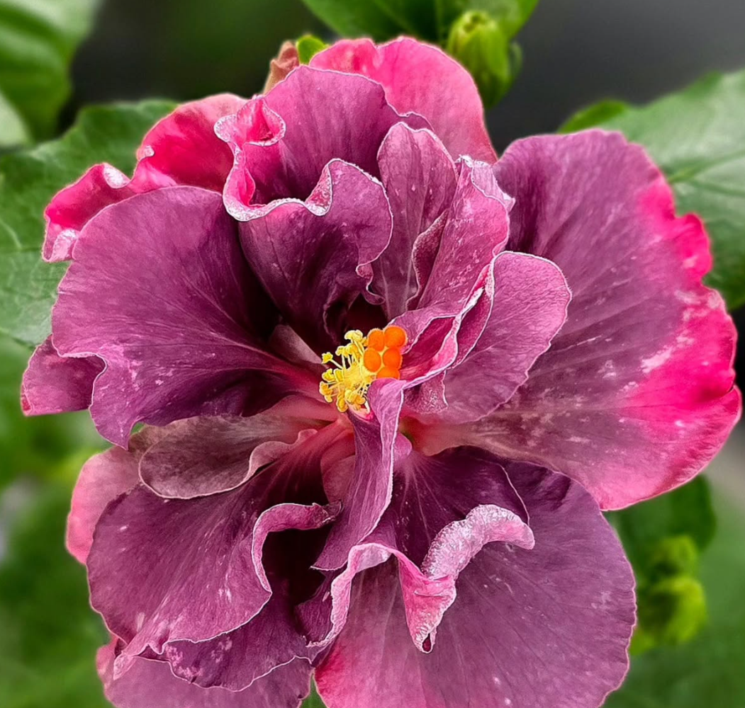 Hibiscus Wild Orchid 50 Seeds