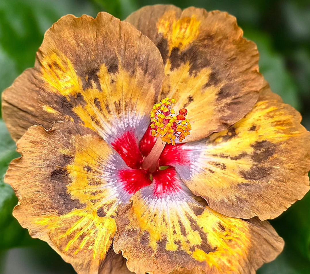 Hibiscus Jupiter Ascending 50 Seeds