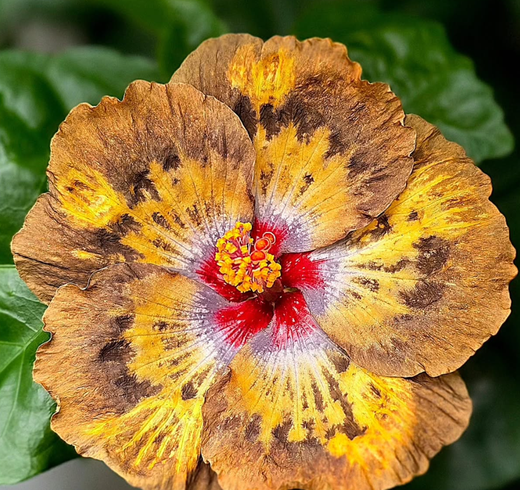 Hibiscus Jupiter Ascending 50 Seeds