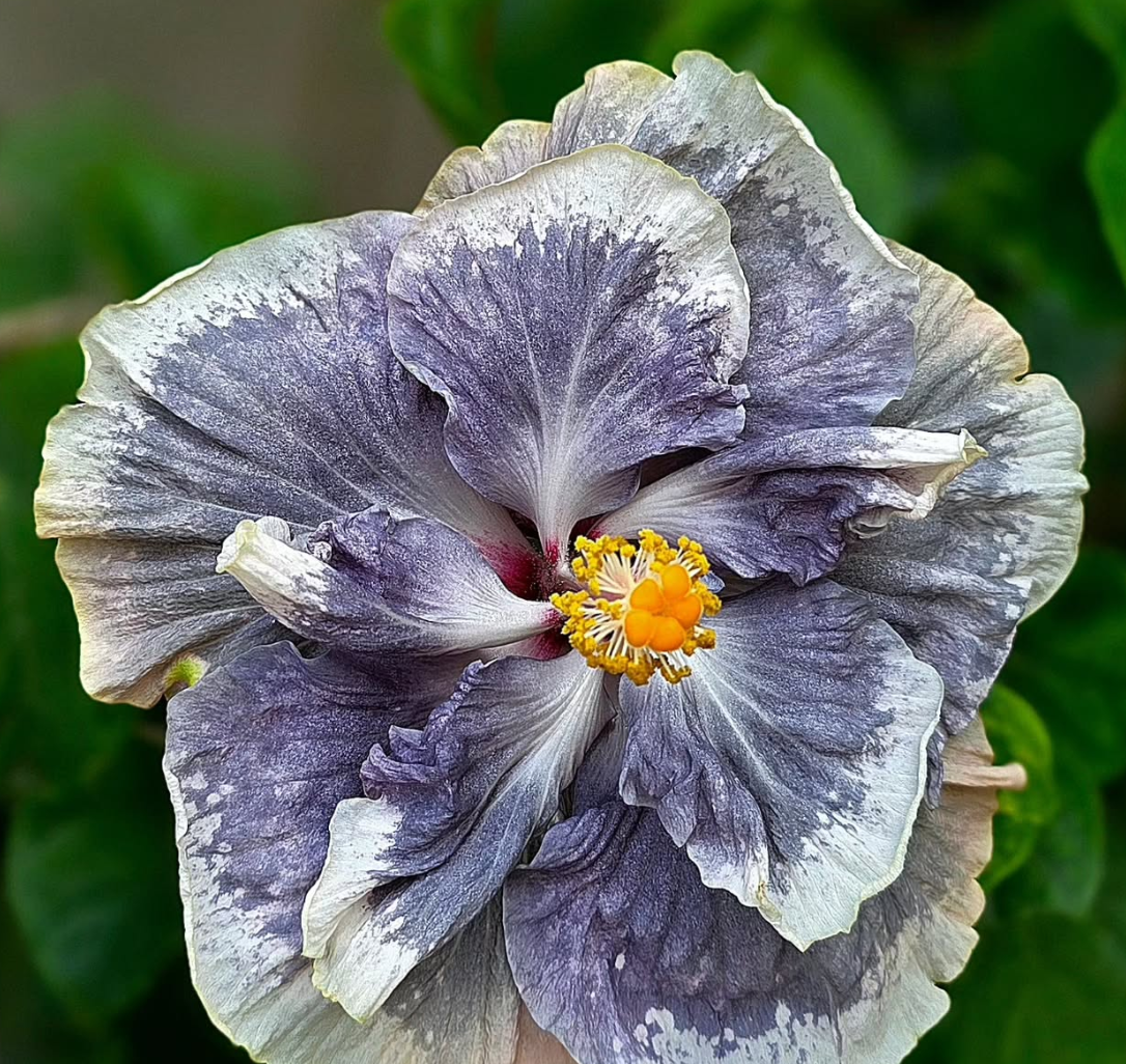Hibiscus Fallen Angels 50 Seeds