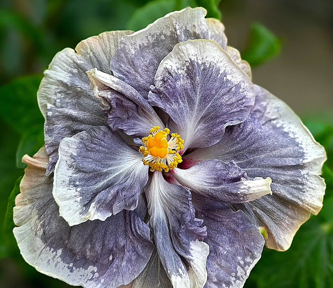 Hibiscus Fallen Angels 50 Seeds