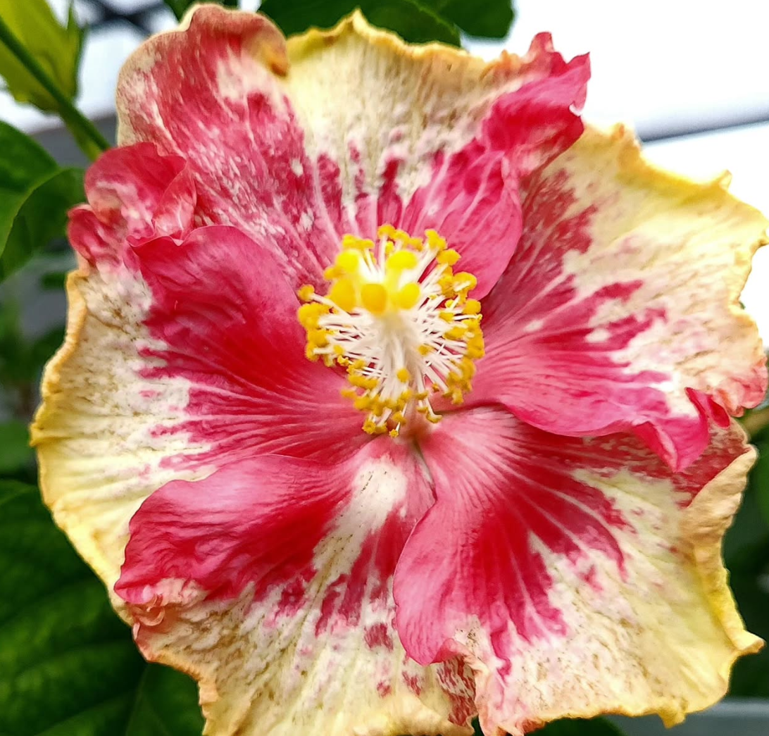 Hibiscus Apple Blossom 50 Seeds