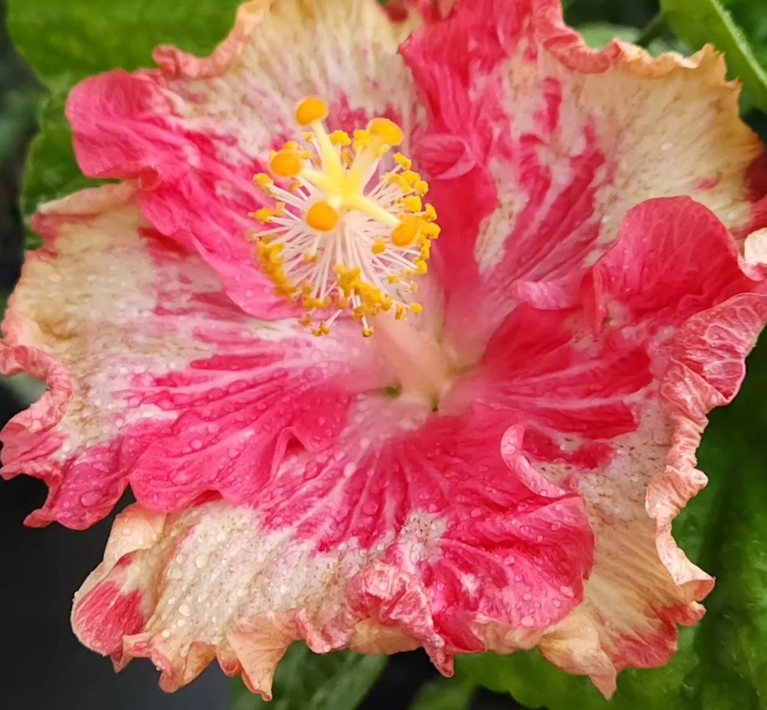 Hibiscus Apple Blossom 50 Seeds