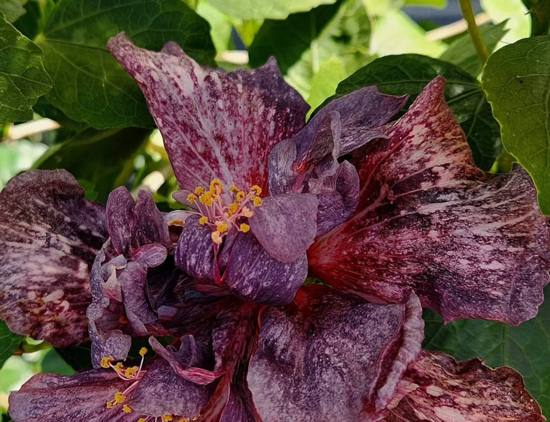 Hibiscus Starry Night 50 Seeds