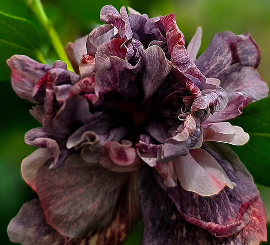 Hibiscus Starry Night 50 Seeds