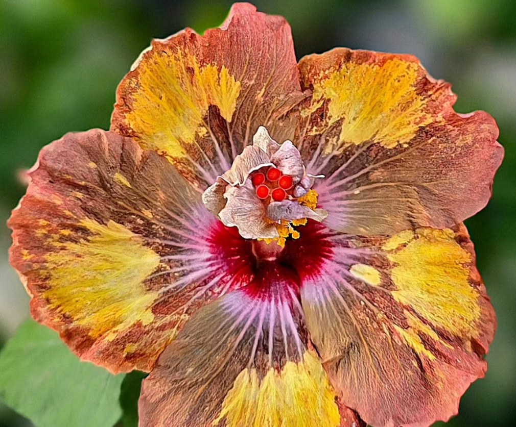 Hibiscus Gold Crush 50 Seeds