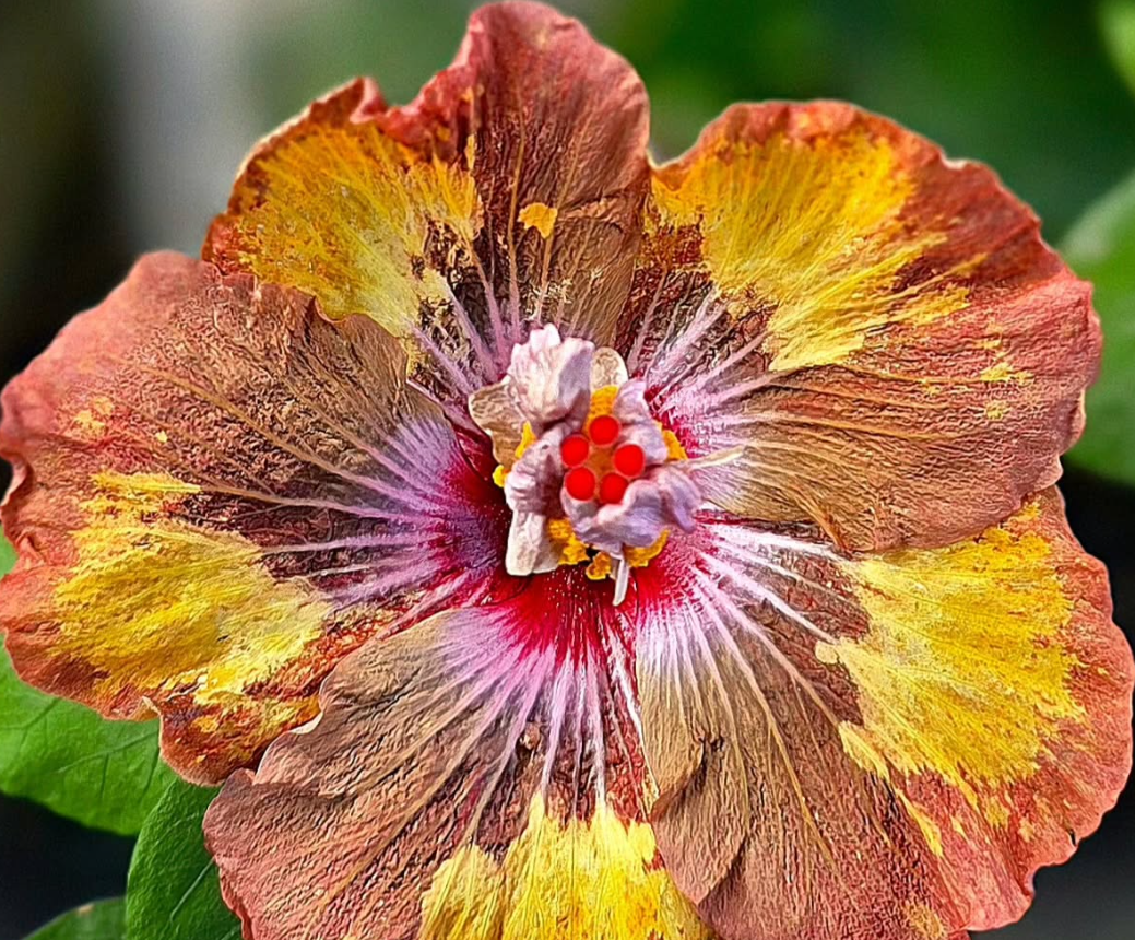 Hibiscus Gold Crush 50 Seeds