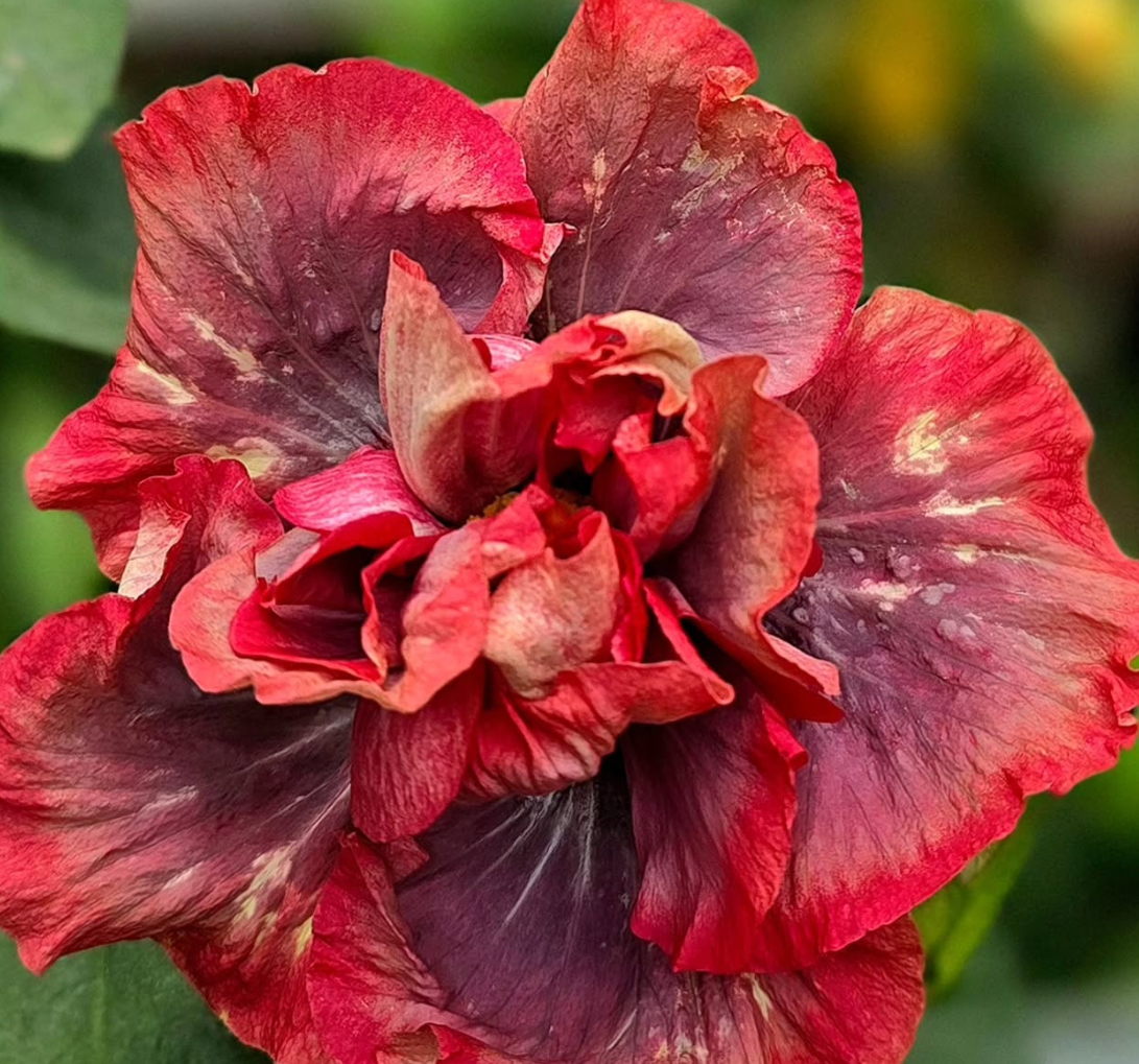 Hibiscus ALLURE 50 Seeds
