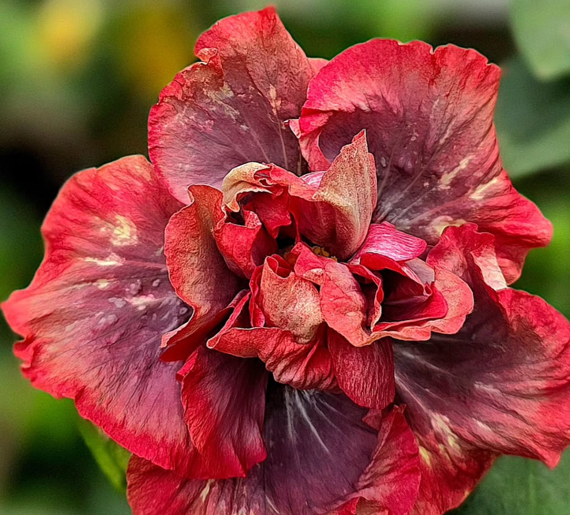 Hibiscus ALLURE 50 Seeds