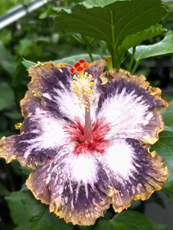 Hibiscus Icy Flare 50 Seeds