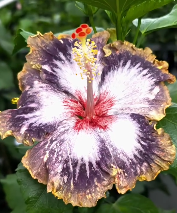 Hibiscus Icy Flare 50 Seeds