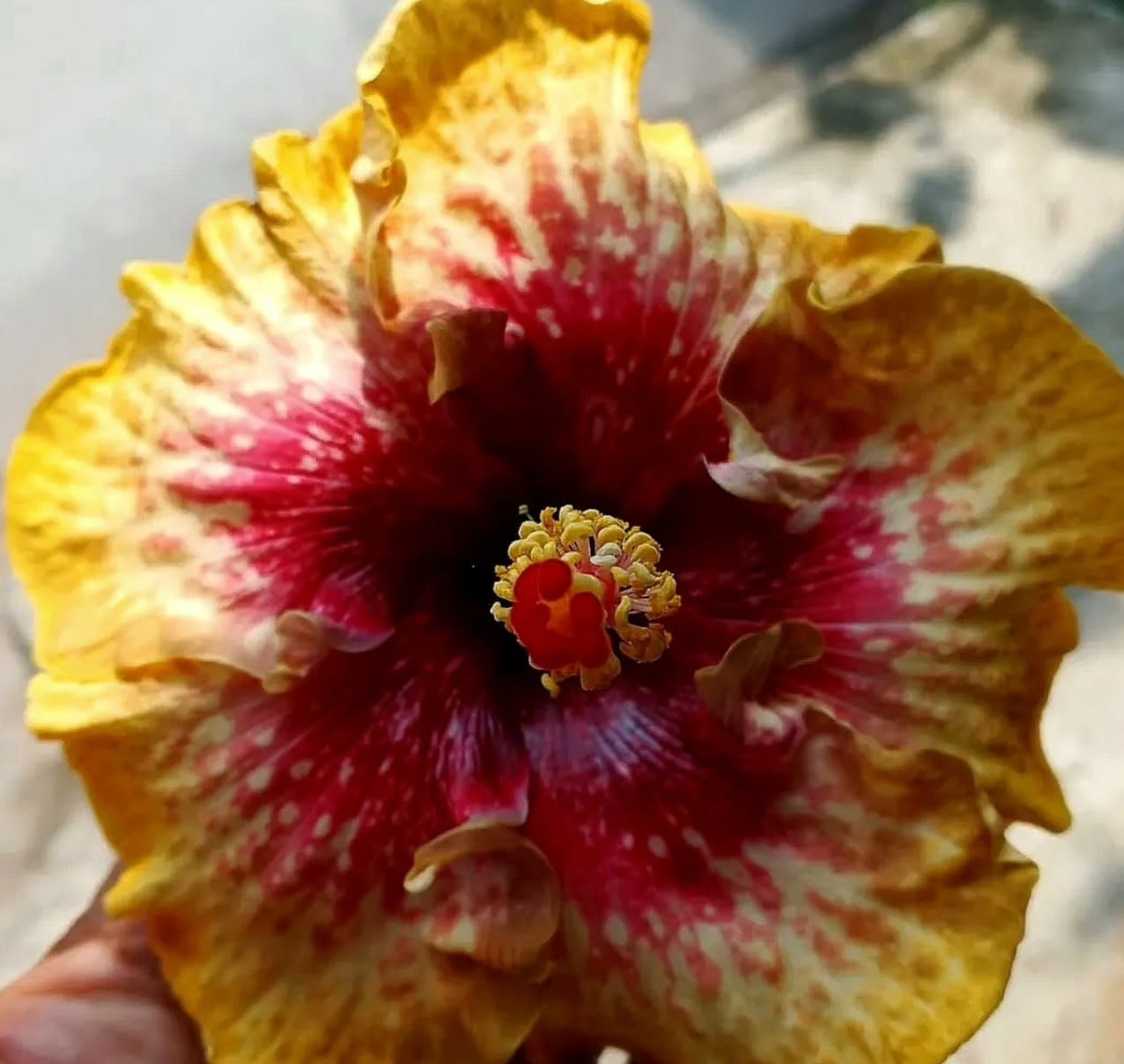 Hibiscus MAHESWARA 50 Seeds