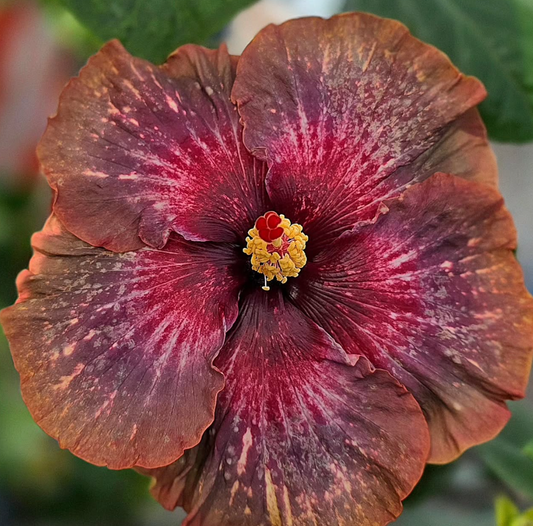 Hibiscus MAHESWARA 50 Seeds