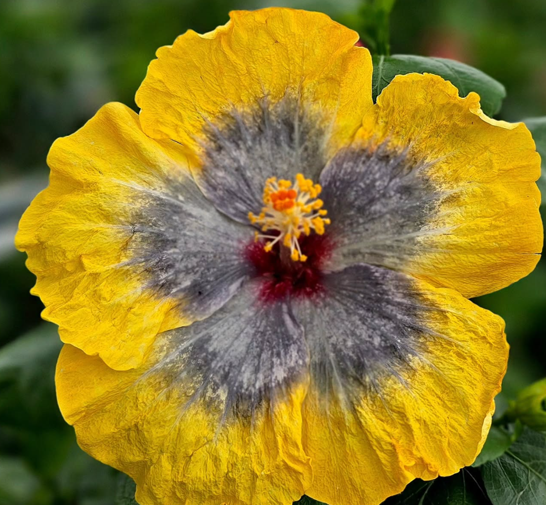 Hibiscus Arctic Circle 50 Seeds