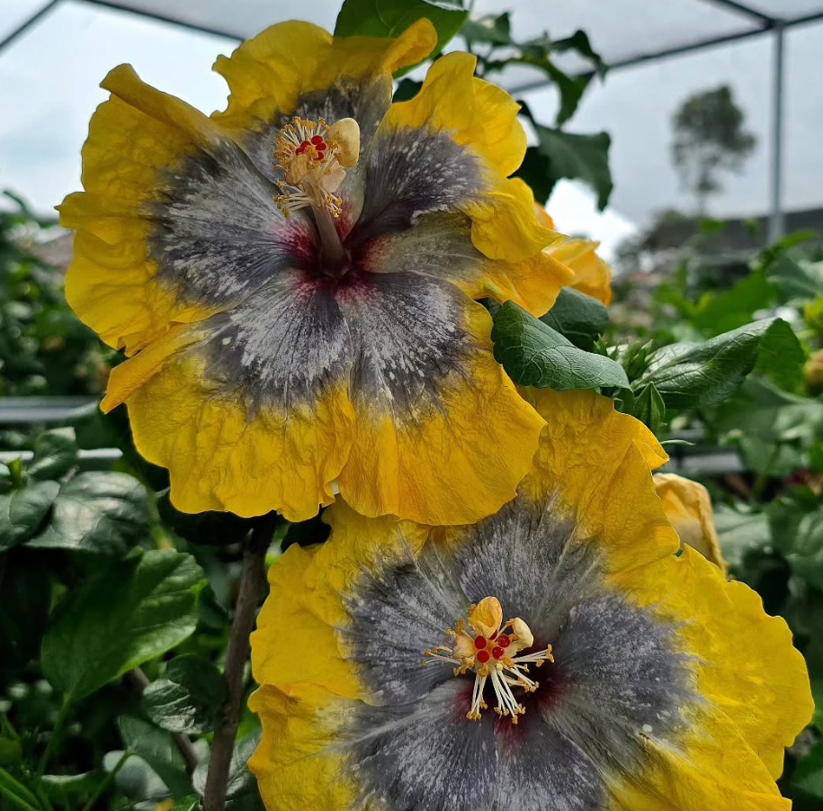 Hibiscus Arctic Circle 50 Seeds