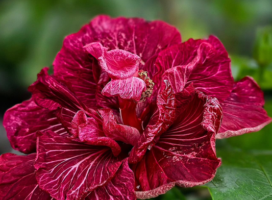 Hibiscus Dragon's Lair 50 Seeds