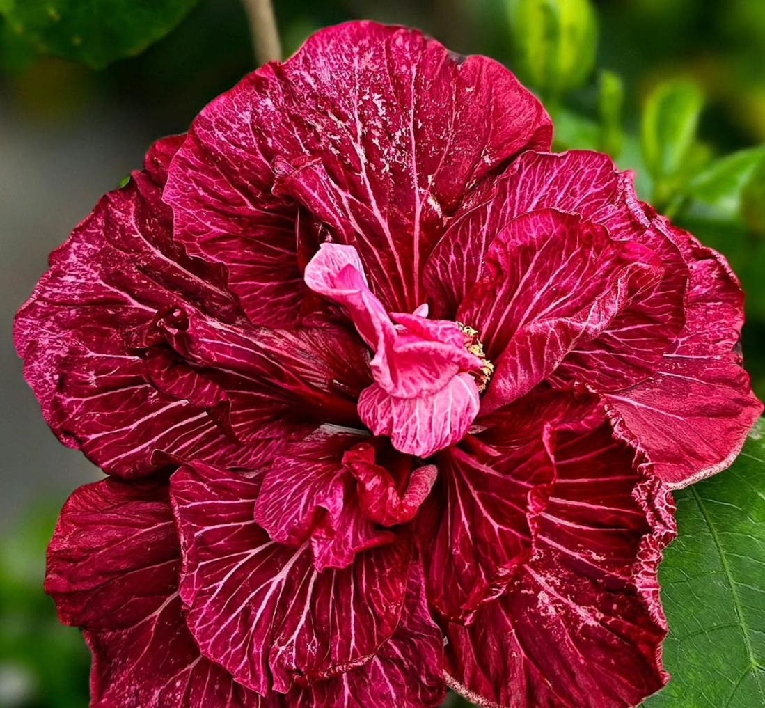 Hibiscus Dragon's Lair 50 Seeds