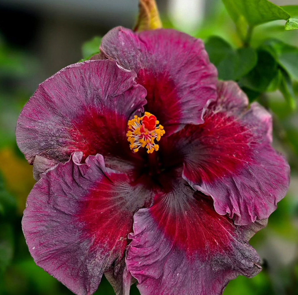 Hibiscus Dearest Vero 50 Seeds