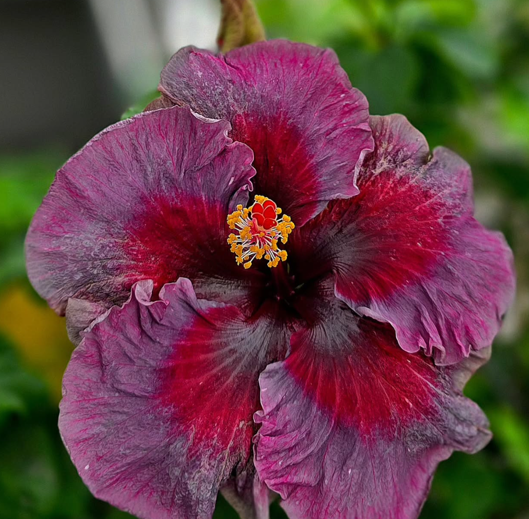 Hibiscus Dearest Vero 50 Seeds