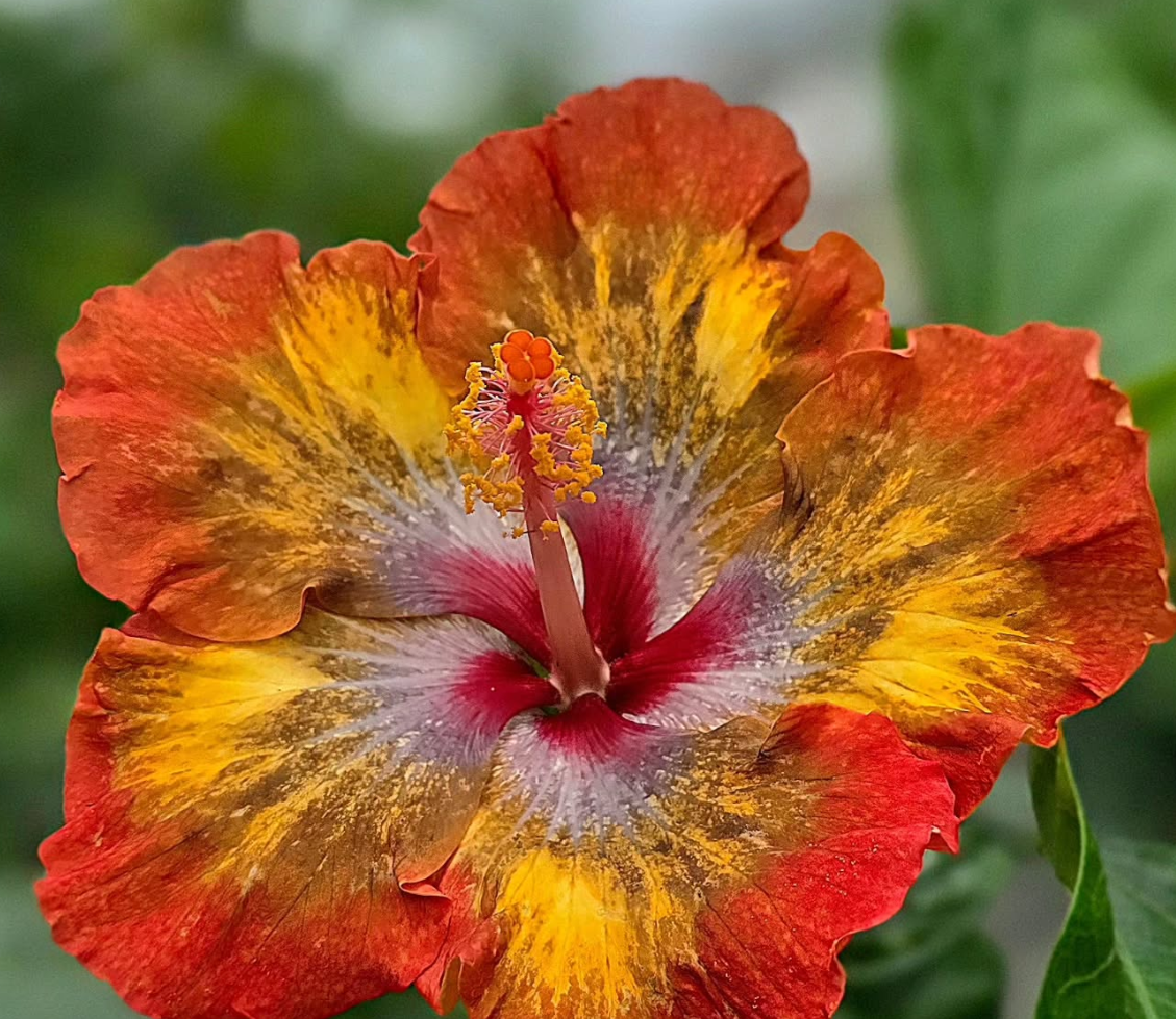 Hibiscus Lava Flare 50 Seeds