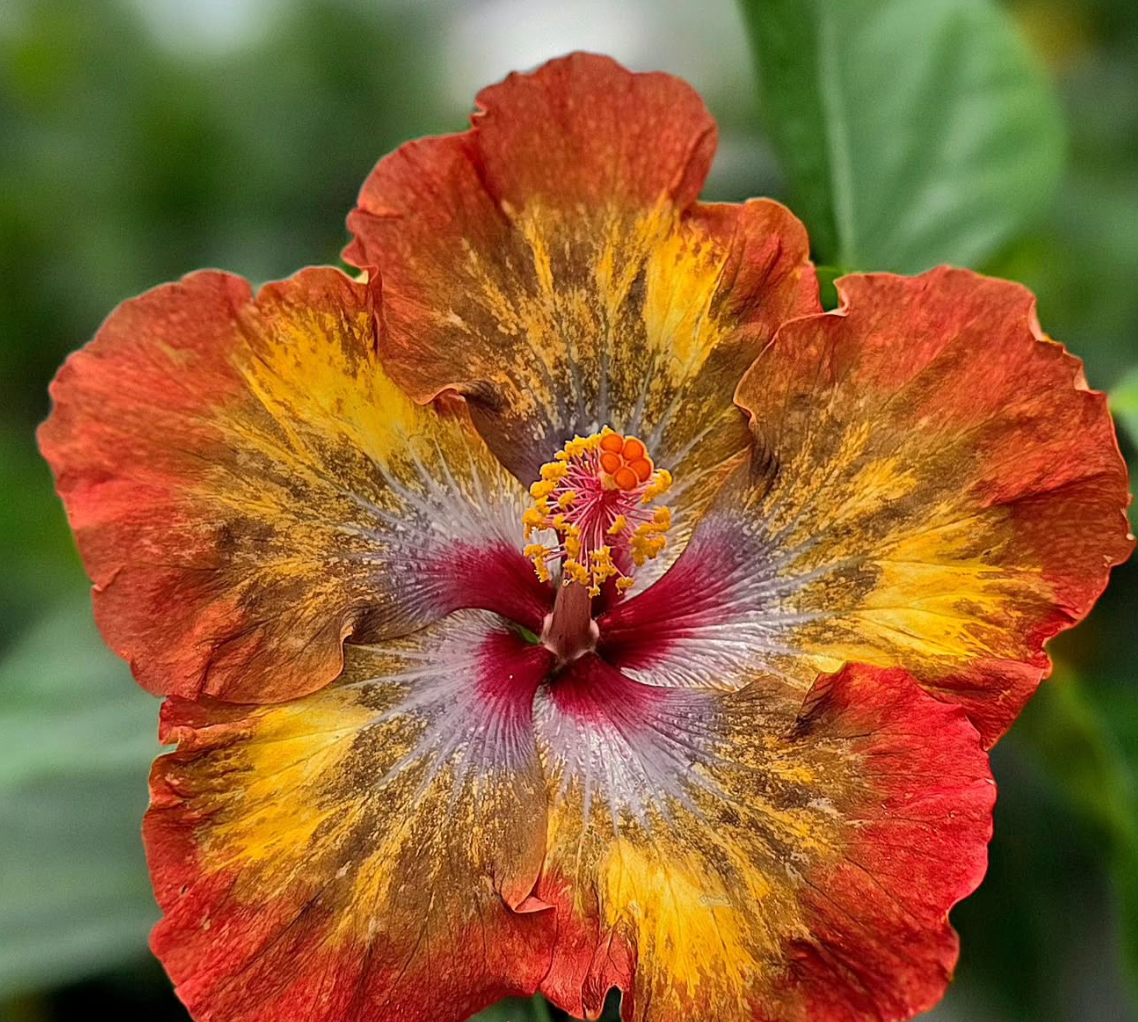 Hibiscus Lava Flare 50 Seeds