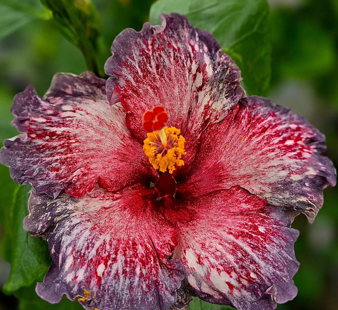 Hibiscus Garden Roses of Palms 50 Seeds