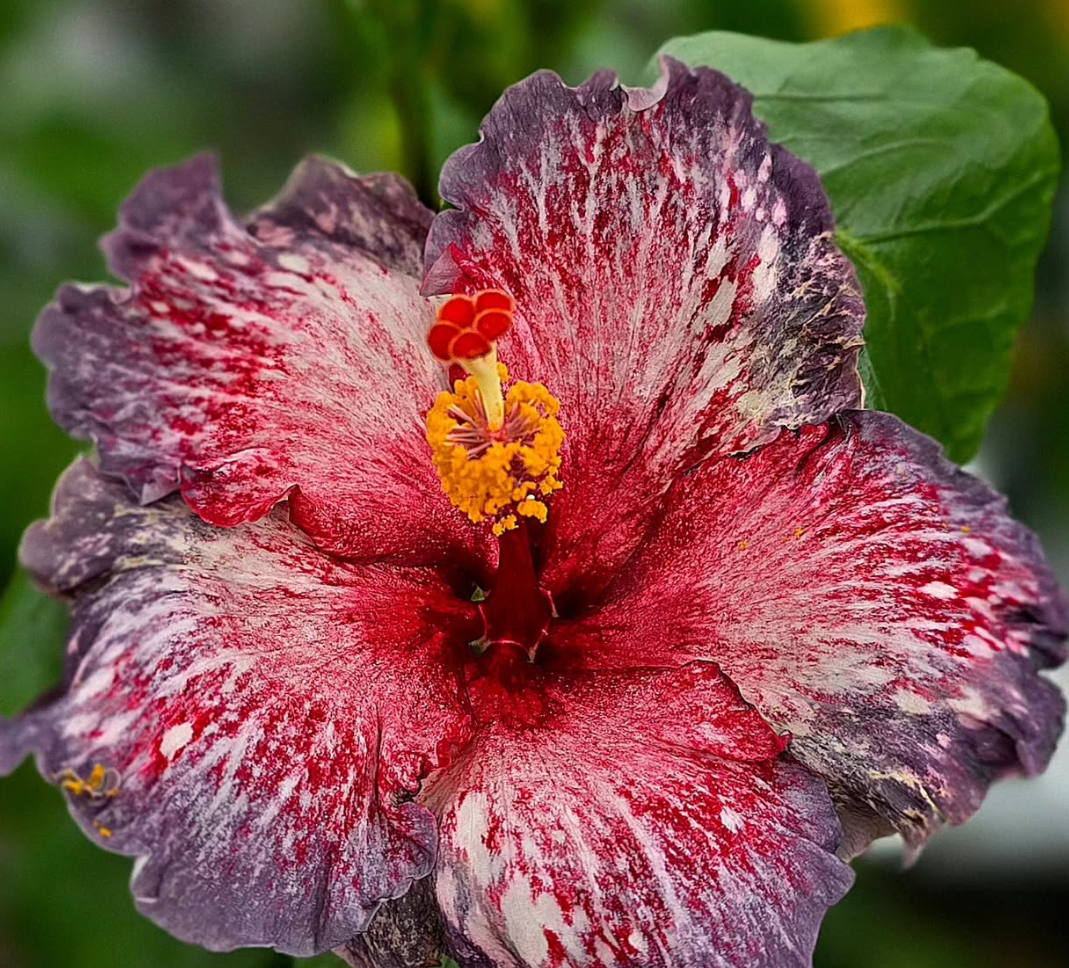 Hibiscus Garden Roses of Palms 50 Seeds