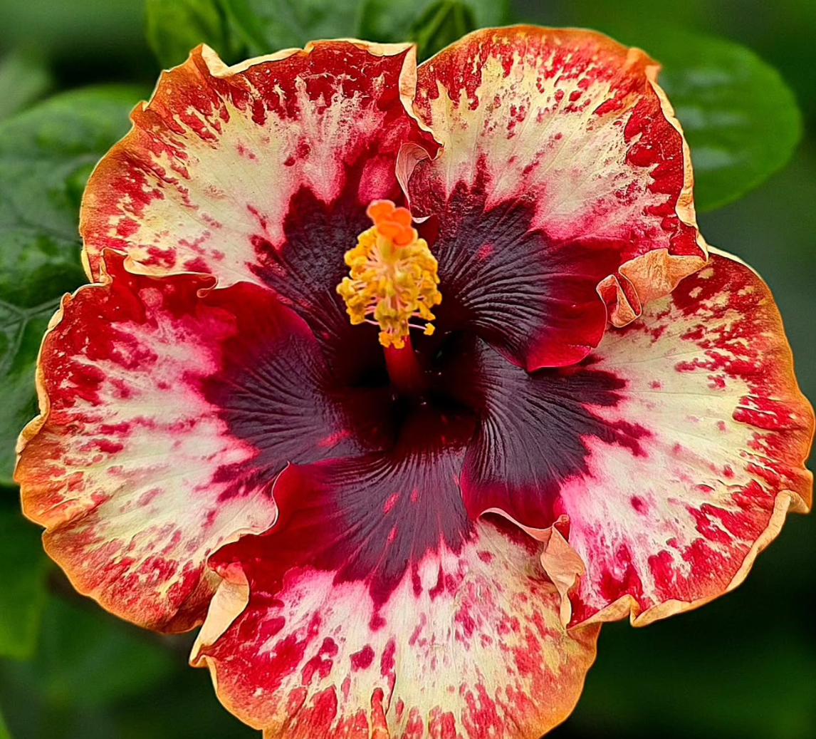 Hibiscus Java Soul Serenity 50 Seeds