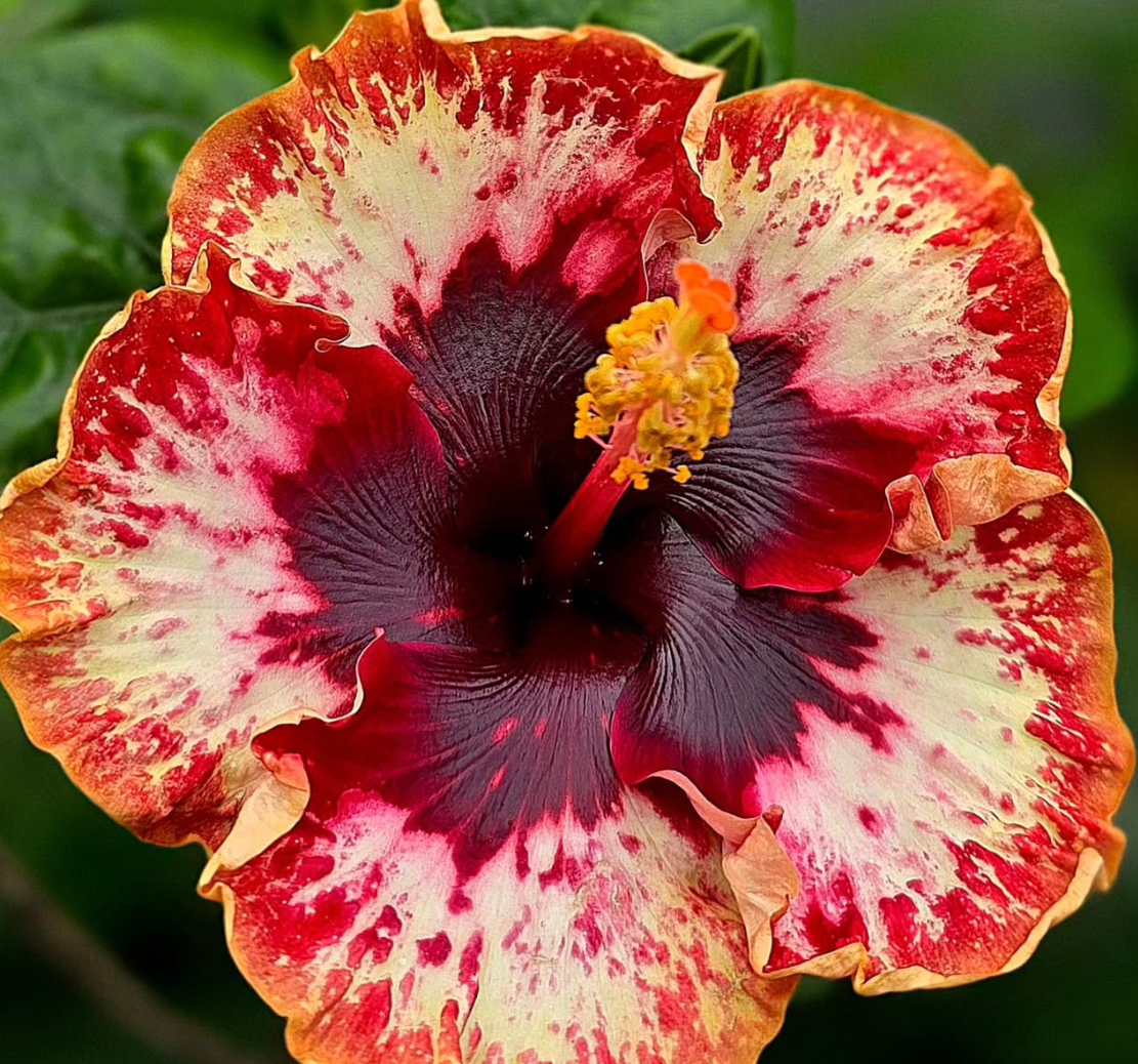 Hibiscus Java Soul Serenity 50 Seeds