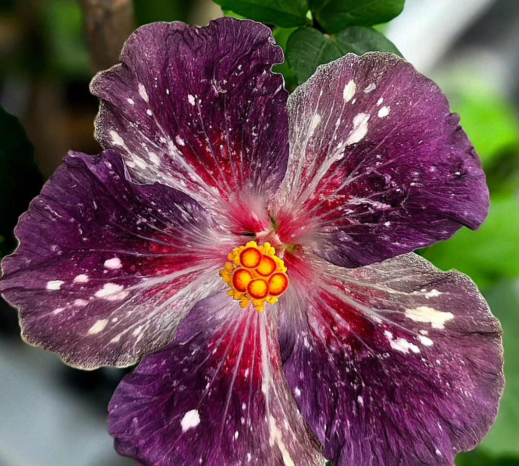 Hibiscus Blueberry Milky Way 50 Seeds