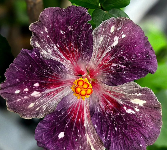 Hibiscus Blueberry Milky Way 50 Seeds