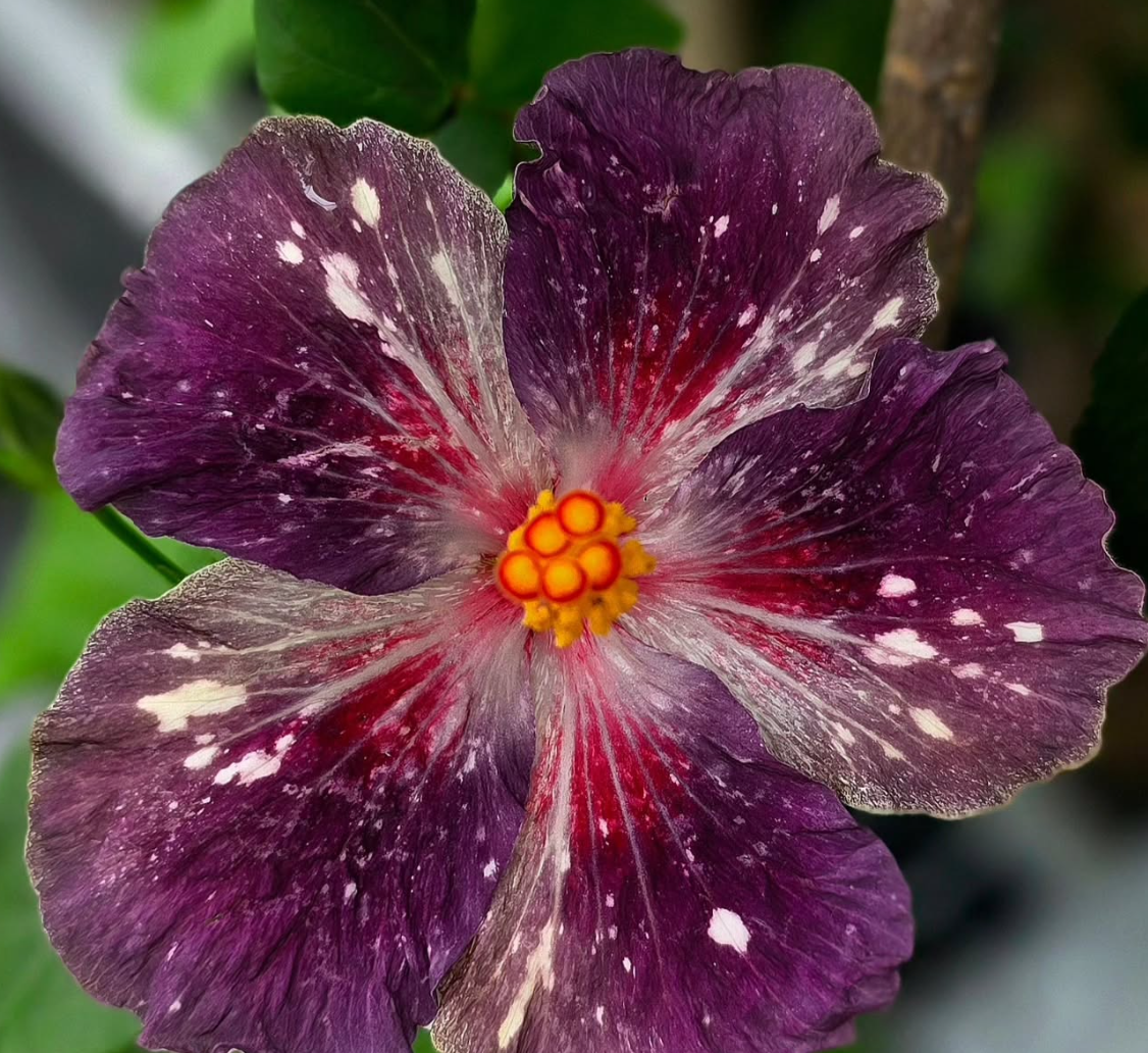 Hibiscus Blueberry Milky Way 50 Seeds
