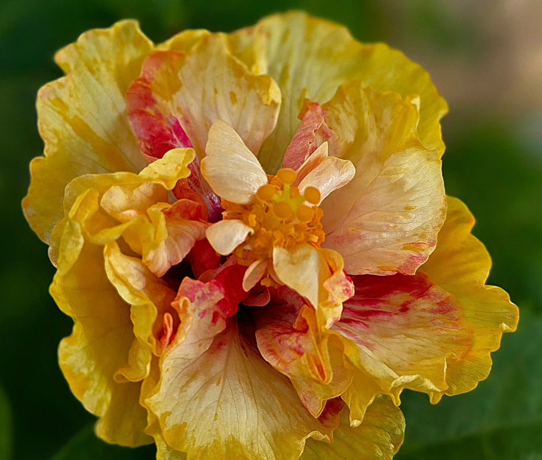 Hibiscus Strawberry Shortcake 50 Seeds