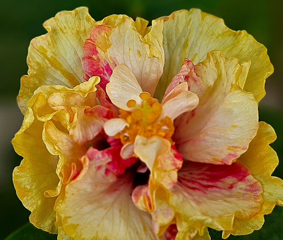 Hibiscus Strawberry Shortcake 50 Seeds