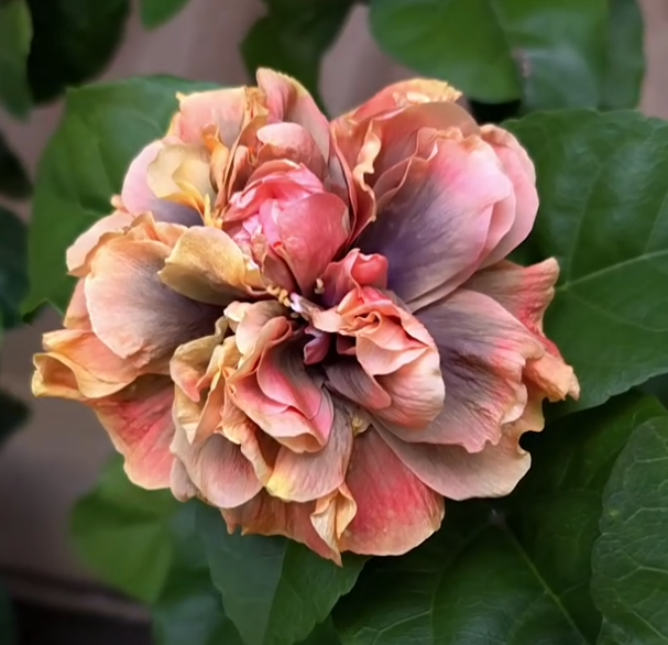 Hibiscus Eternal Fireworks 50 Seeds