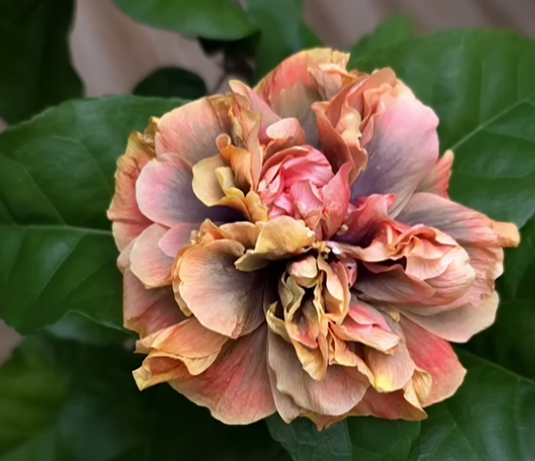 Hibiscus Eternal Fireworks 50 Seeds