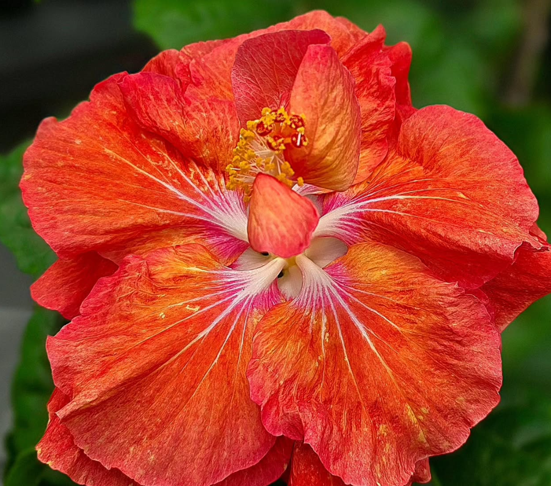 Hibiscus Sunset Peony 50 Seeds