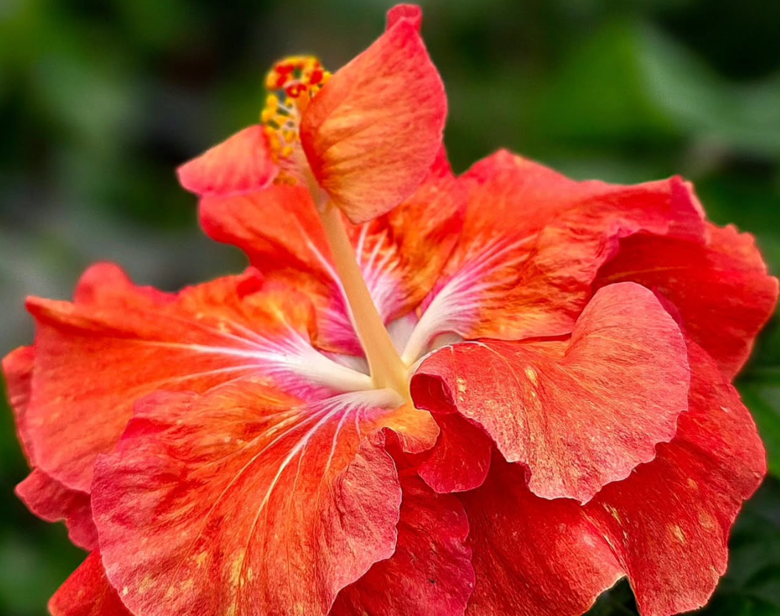 Hibiscus Sunset Peony 50 Seeds