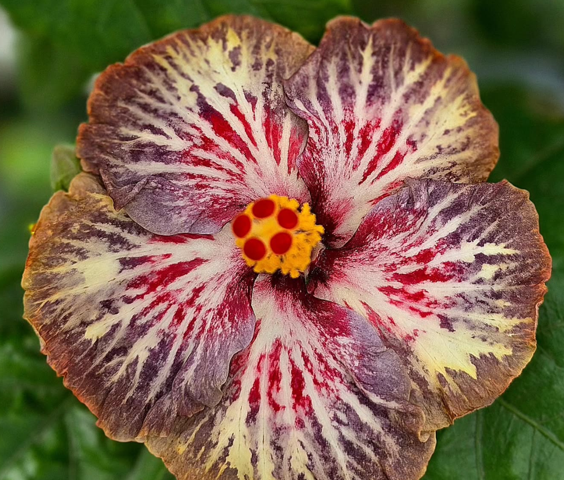 Hibiscus Messier Galaxy 50 Seeds