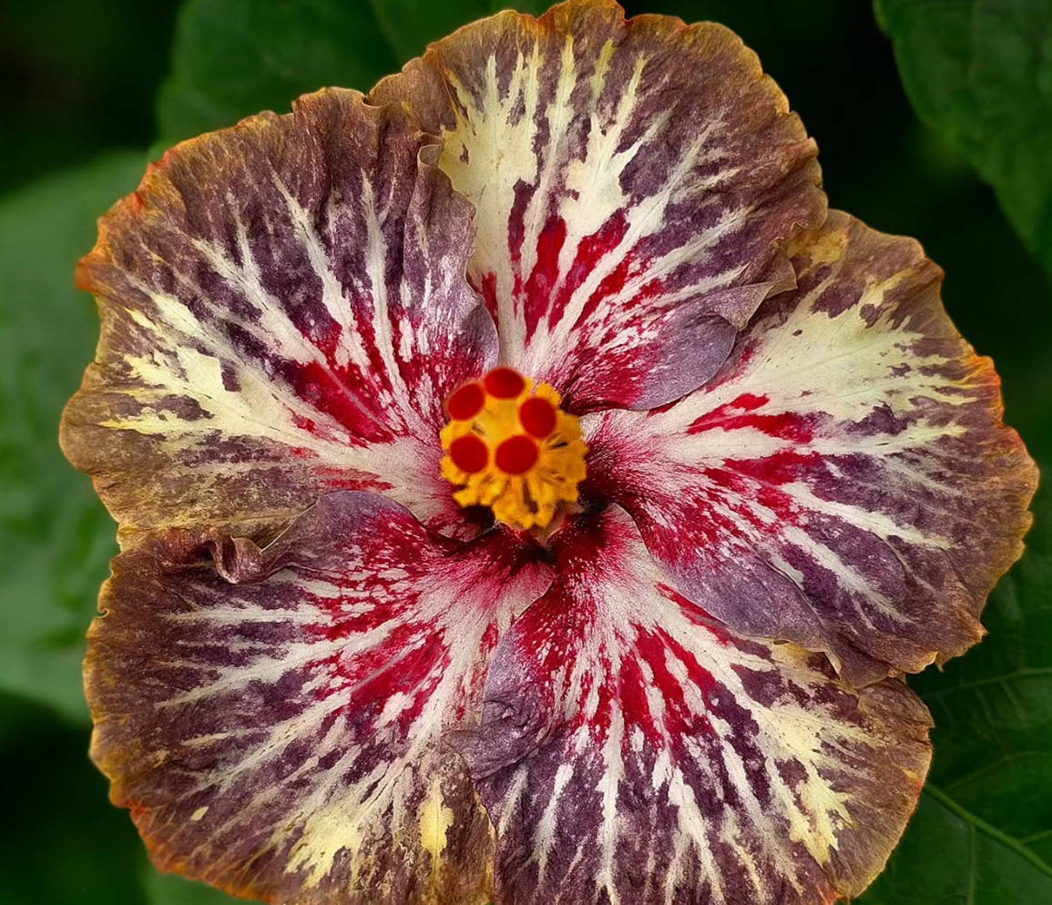 Hibiscus Messier Galaxy 50 Seeds
