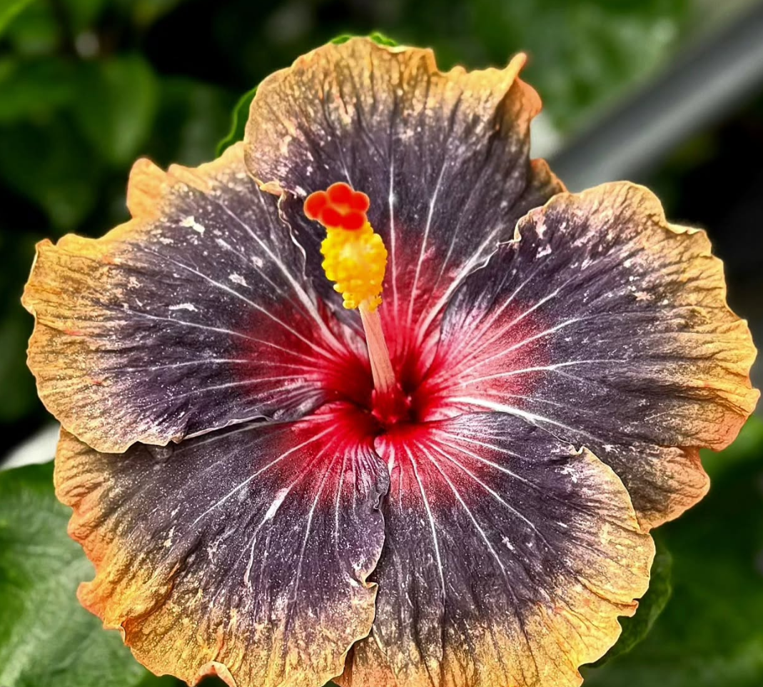 Hibiscus Wanderlust 50 Seeds