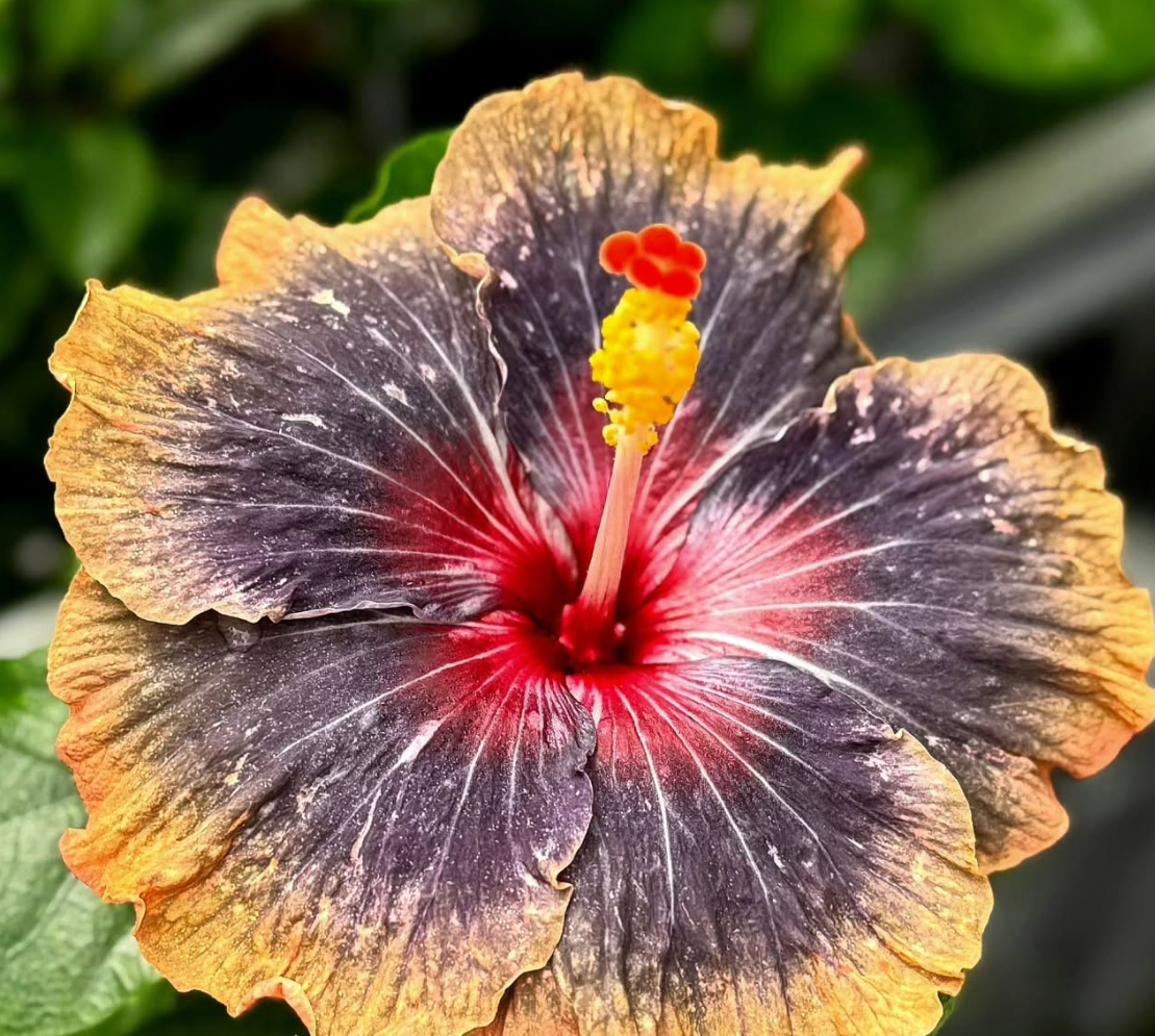 Hibiscus Wanderlust 50 Seeds