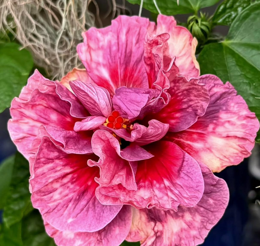Hibiscus Joyful Dream 50 Seeds