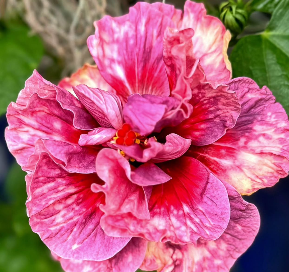 Hibiscus Joyful Dream 50 Seeds