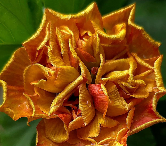 Hibiscus Apricot Fest 50 Seeds